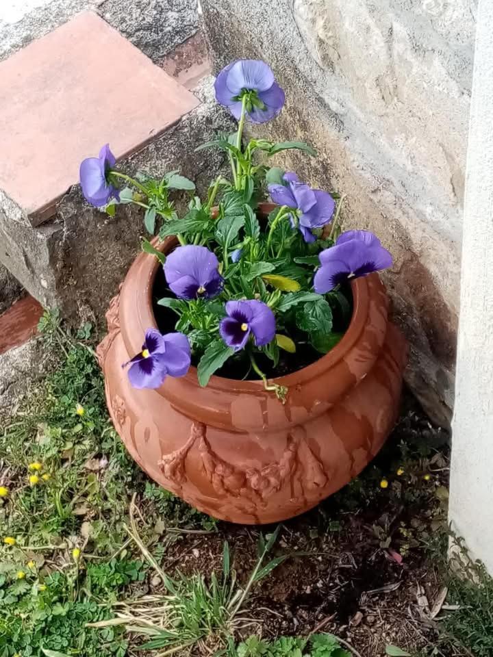 Casa Serena Villa Petrognano  Buitenkant foto